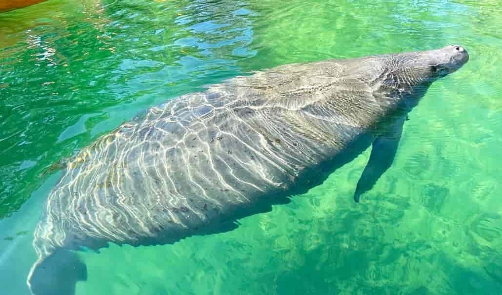 Spiritual Meanings of a Manatee