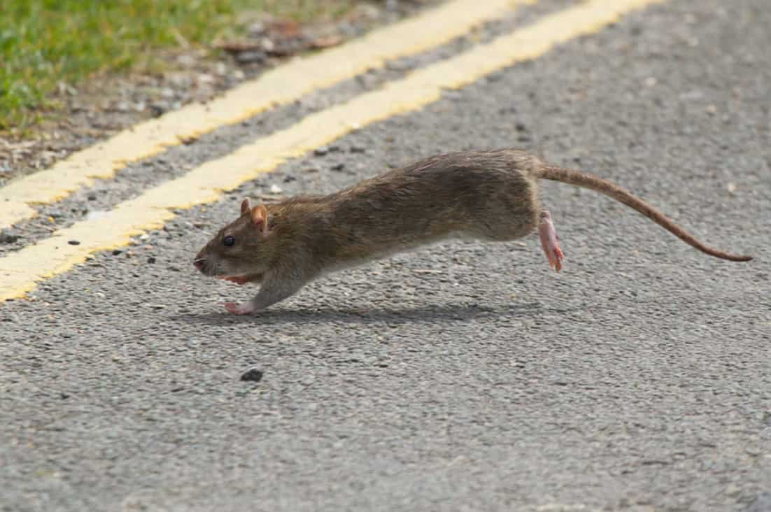 Spiritual Meanings of a Mouse Crossing Your Path