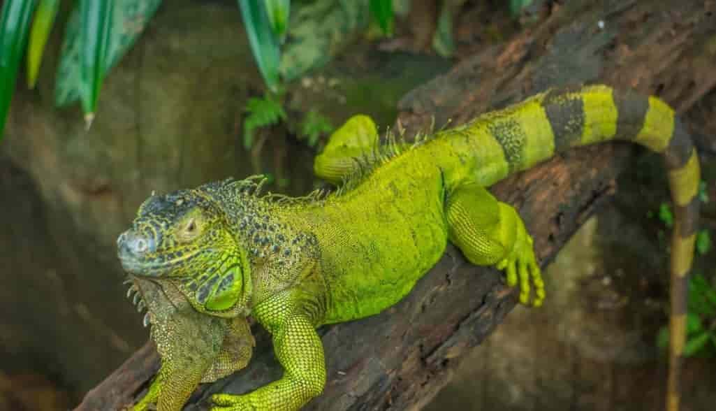 Spiritual Meanings of a Newt