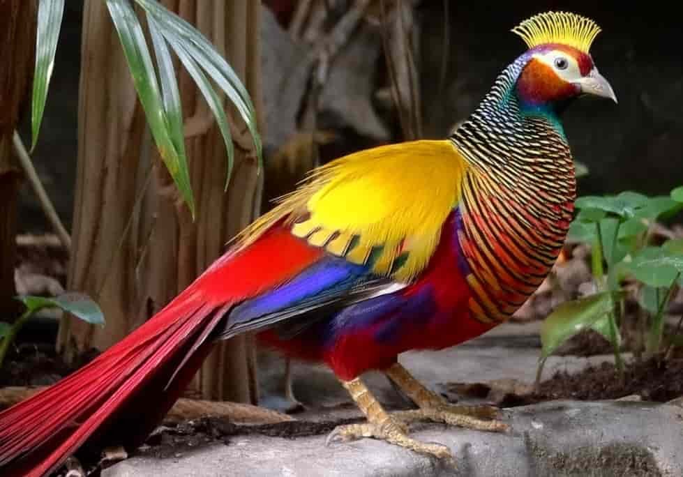 Spiritual Meanings of a Pheasant