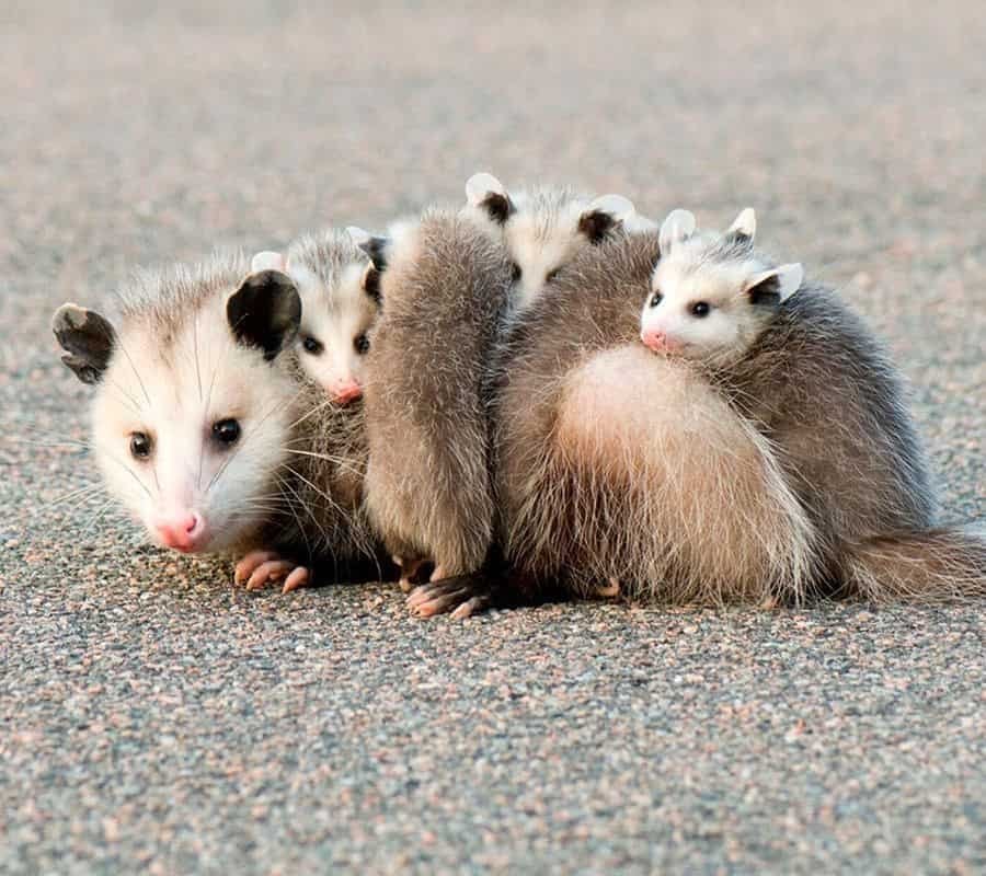 Spiritual Meanings of a Possum Crossing Your Path