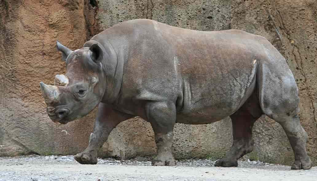 Spiritual Meanings of a Rhino