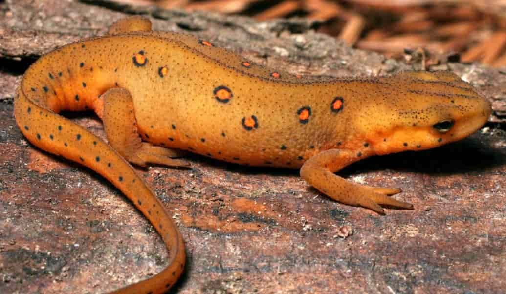 Spiritual Meanings of a Salamander