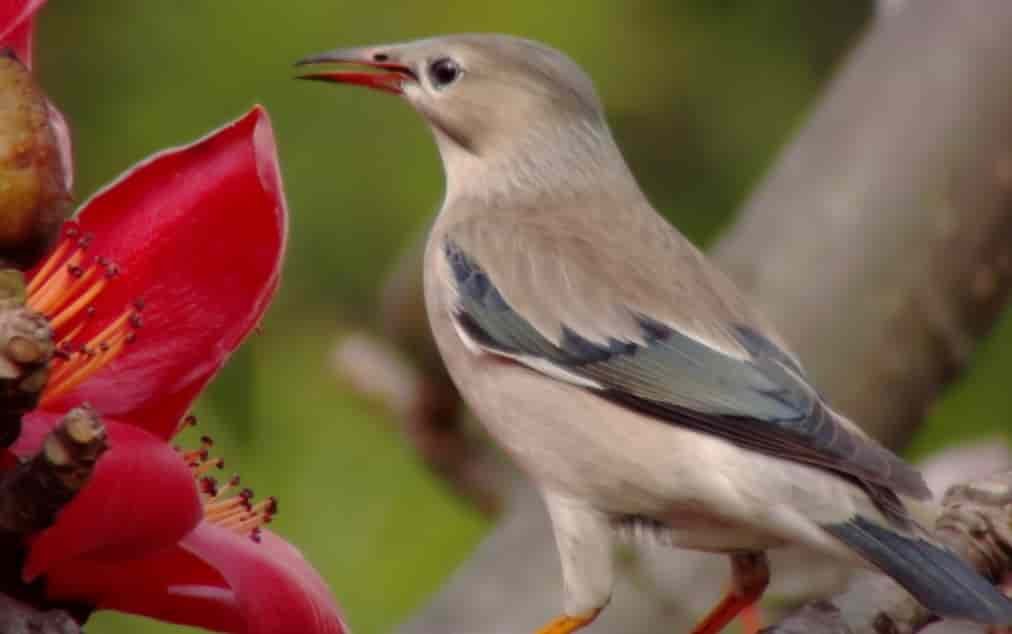 Spiritual Meanings of a Starling Bird