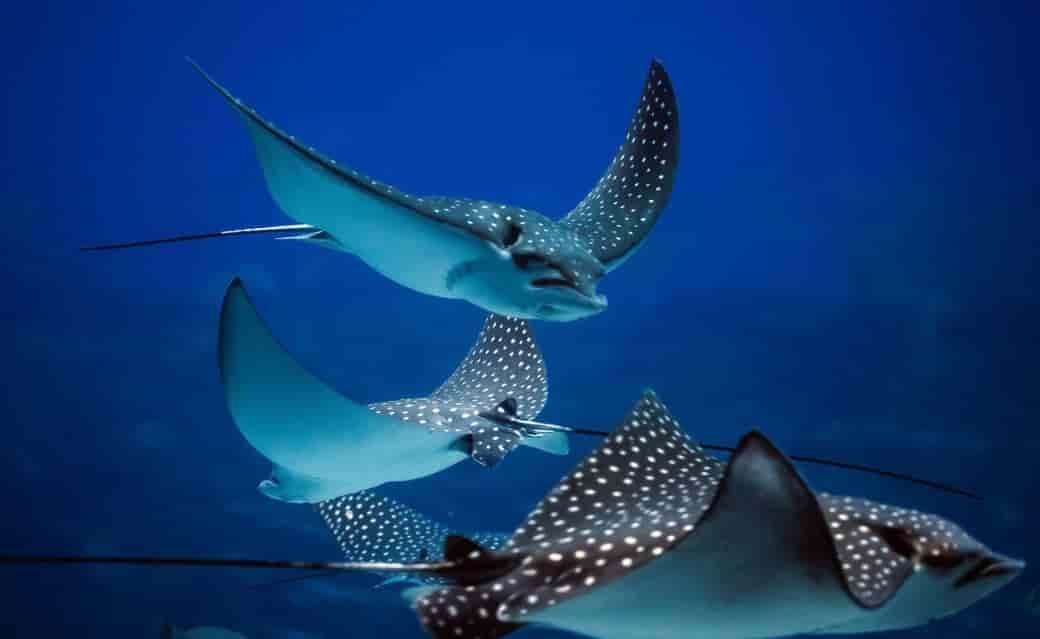 Spiritual Meanings of a Stingray