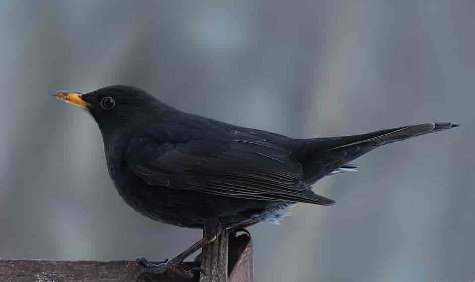 Spiritual Meanings of a Thrush Bird