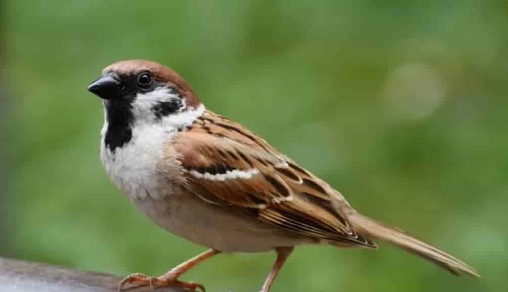 Spiritual Meanings of a Wren
