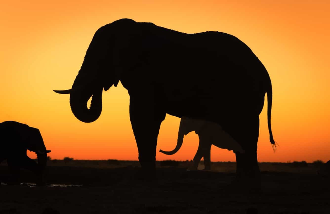 Spiritual Meanings of an Elephant Walking Backwards