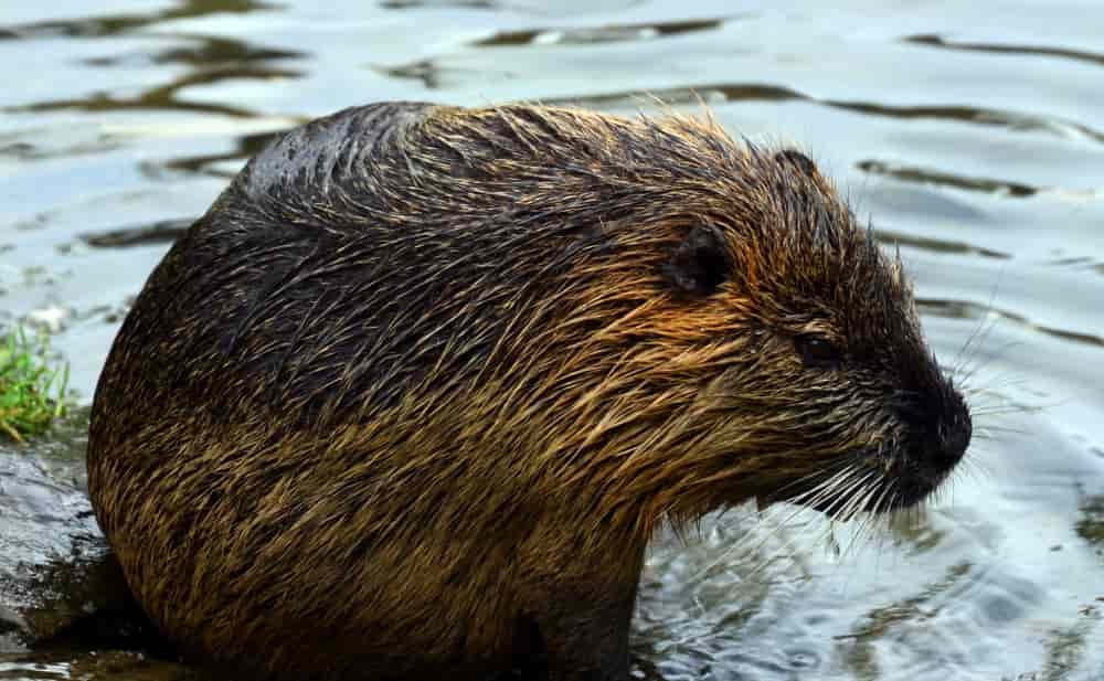 Spiritual Meanings of the Beaver