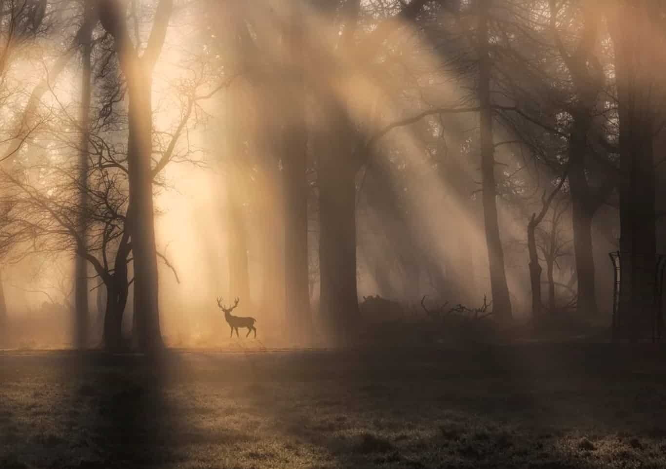 Spiritual Meanings of the Deer
