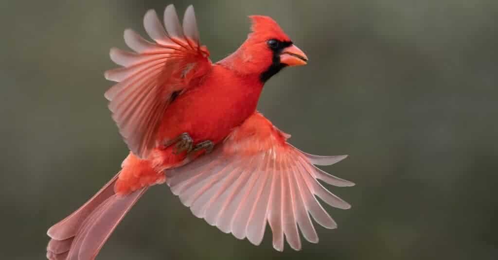 Spiritual Meanings of the Female Cardinal