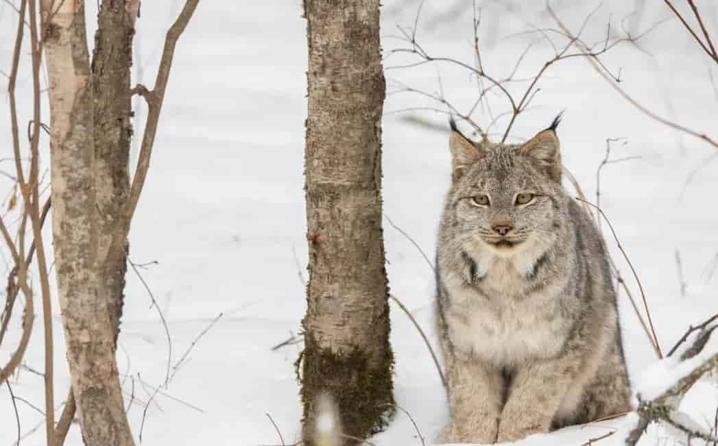 Spiritual Meanings of the Lynx