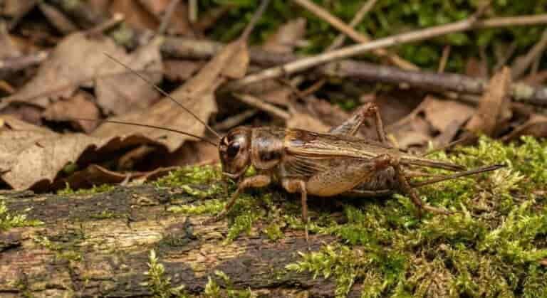 Spiritual Meanings of Crickets