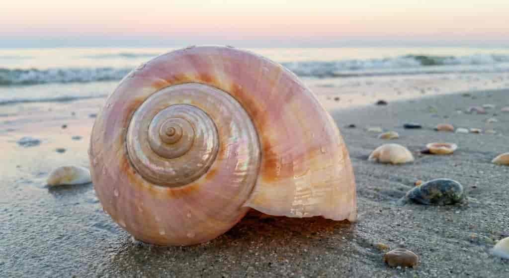 Spiritual Meanings of Seashells