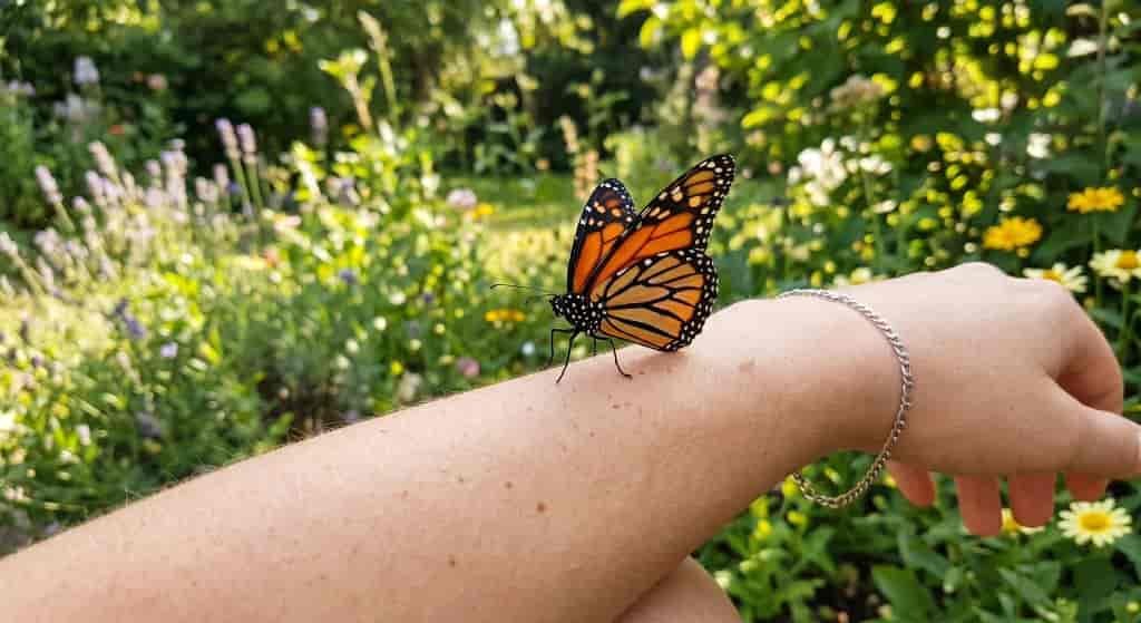 Spiritual Meanings of a Butterfly Landing On You