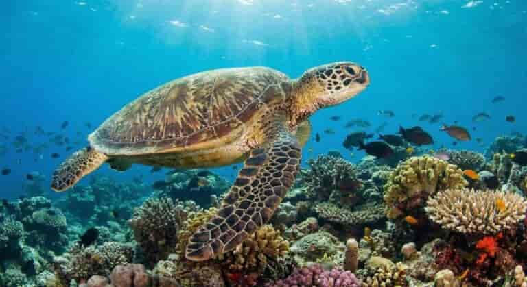 Spiritual Meanings of a Sea Turtle