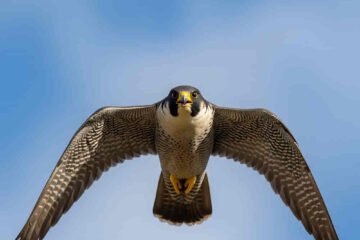 15 Spiritual Meanings of Falcon