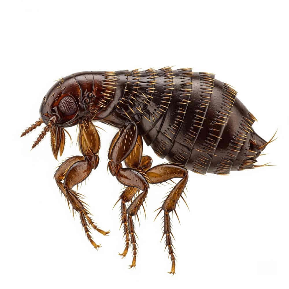 Spiritual Meanings of Fleas