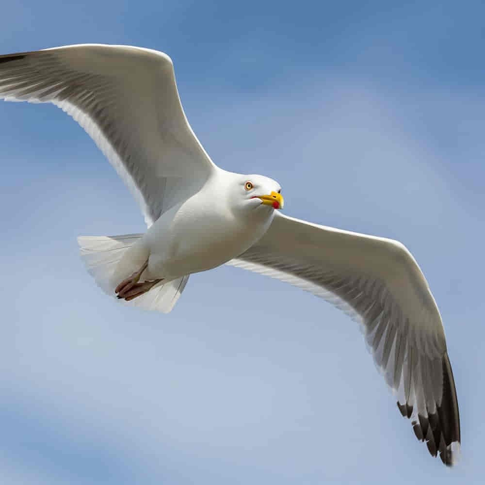 Spiritual Meanings of Seagulls