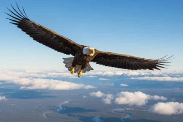 15 Spiritual Meanings of Seeing a Bald Eagle