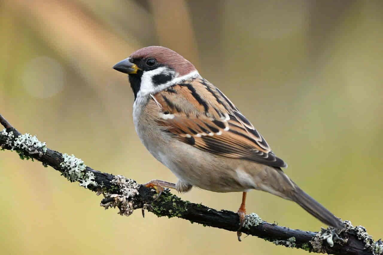 Spiritual Meanings of Sparrows
