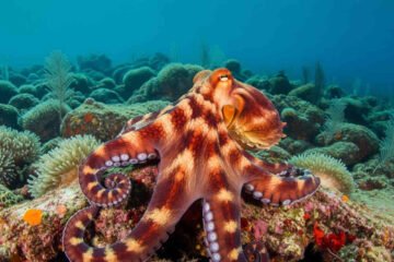 15 Spiritual Meanings of the Octopus