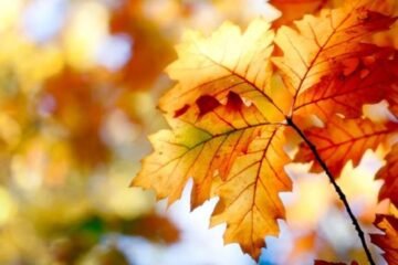 5 Autumn Equinox Spiritual Meanings You Should Know