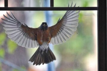 7 Bird Hitting Window Spiritual Meanings Explained