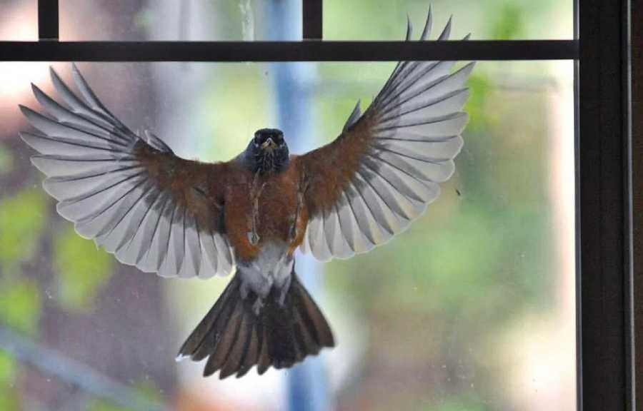 Bird Hitting Window Spiritual Meaning