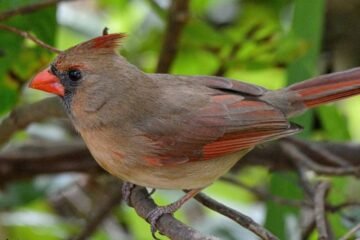 5 Brown Cardinal Spiritual Meanings and Symbolism