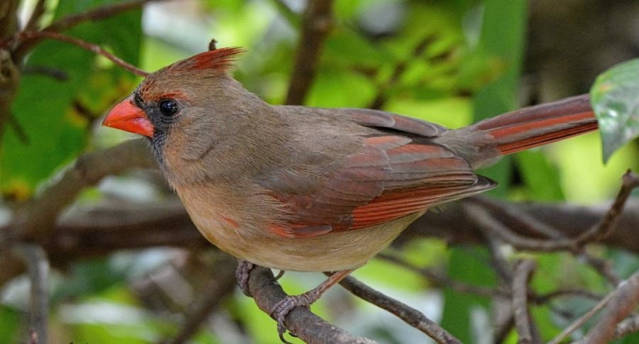 Brown Cardinal Spiritual Meaning