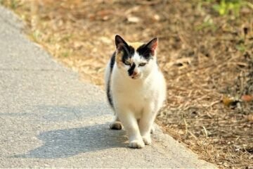 5 Spiritual Meanings of Cats Around Your House
