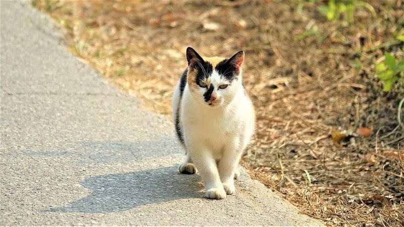 Cats Around Your House Spiritual Meaning