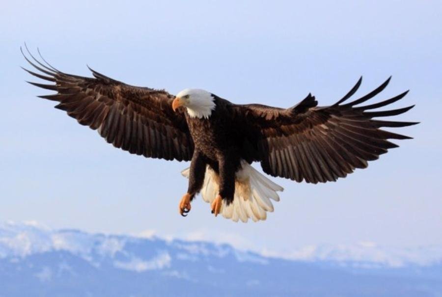 Eagle Spiritual Meaning