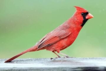 Female Cardinal Spiritual Meaning: What Does It Mean?