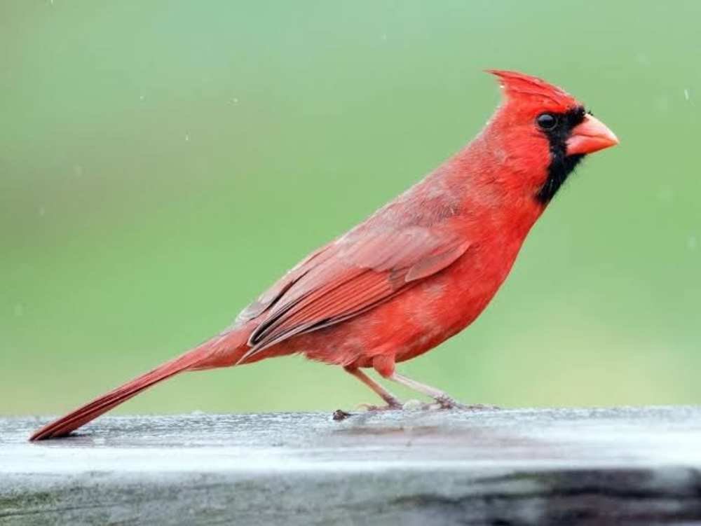 Female Cardinal Spiritual Meaning.jpg