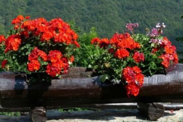 Geranium Spiritual Meaning: Symbolism & Colors