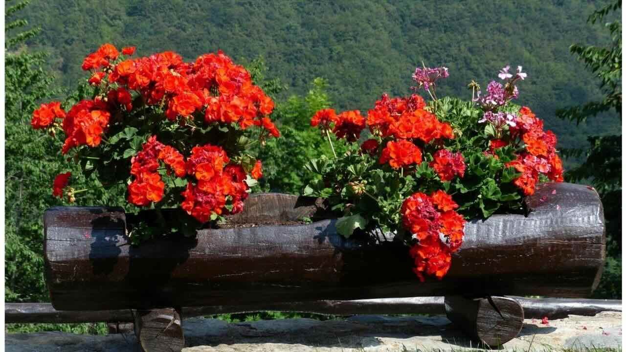 Geranium Spiritual Meaning