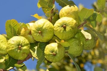Guava Spiritual Meaning: Symbolism & Dreams