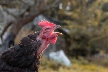 Guinea Fowl Spiritual Meaning: Symbolism & Signs