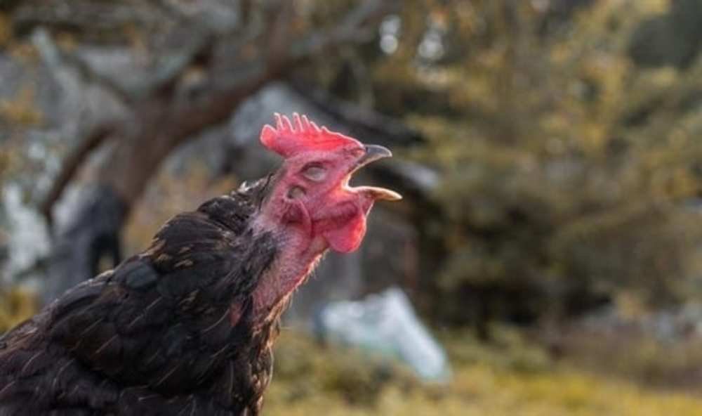 Guinea Fowl Spiritual Meaning