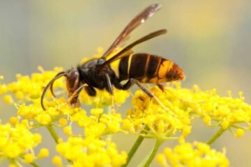 10 Hornet Spiritual Meanings and Symbolism