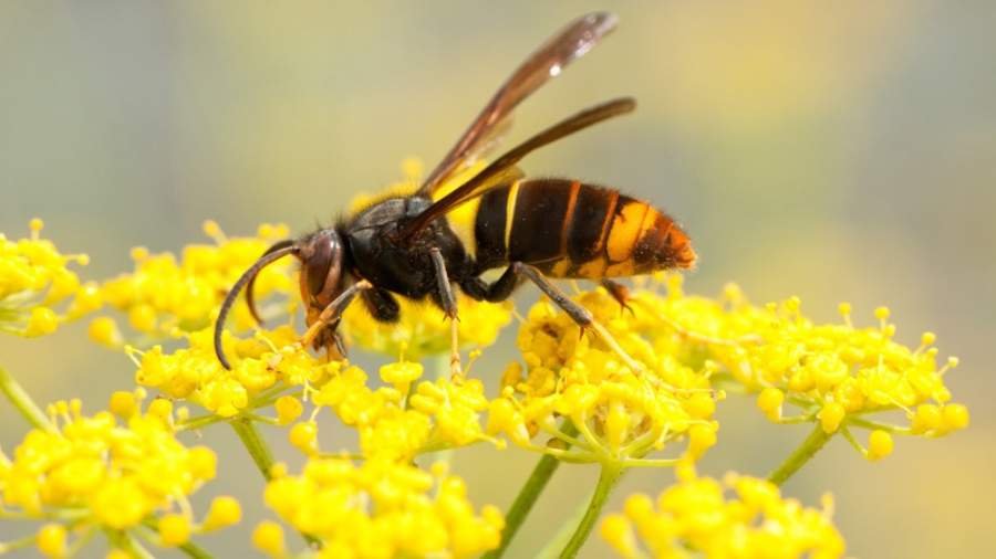 Hornet Spiritual Meaning