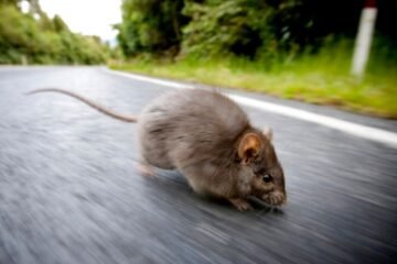 7 Spiritual Meanings of a Mouse Crossing Your Path