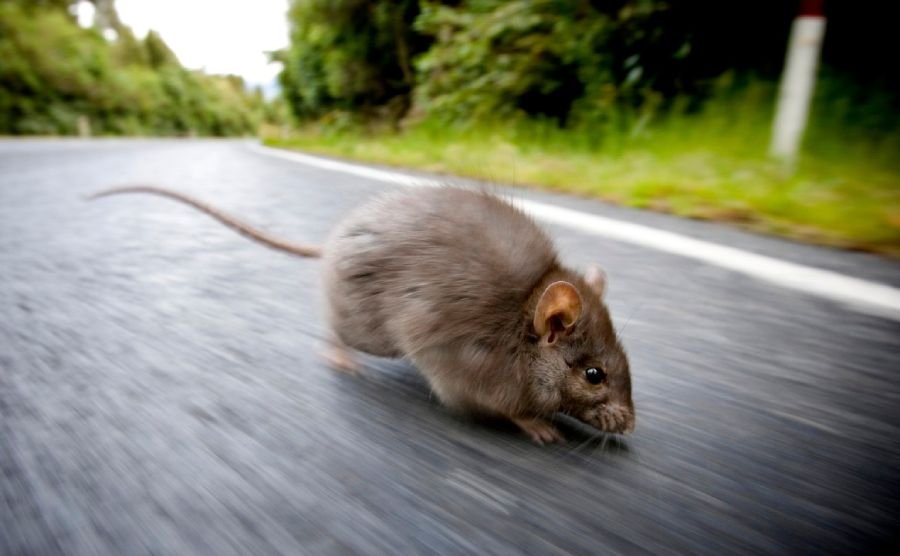 Mouse Crossing Your Path Spiritual Meaning