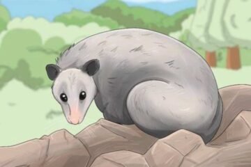 Possum Spiritual Meaning: Symbolism & Signs