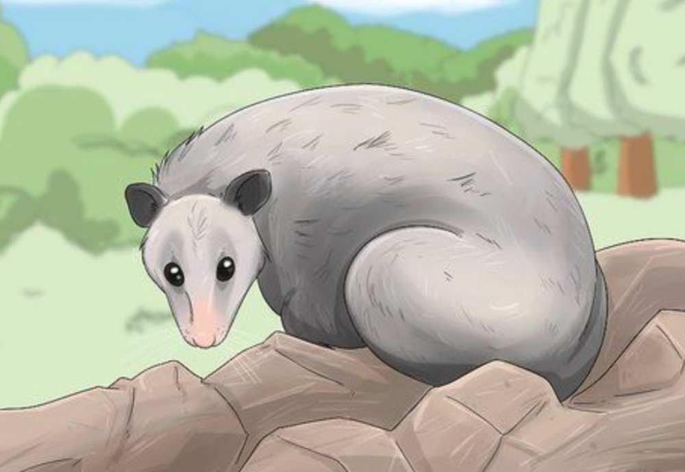 Possum Spiritual Meaning