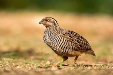Quail Spiritual Meaning: Symbolism and Messages