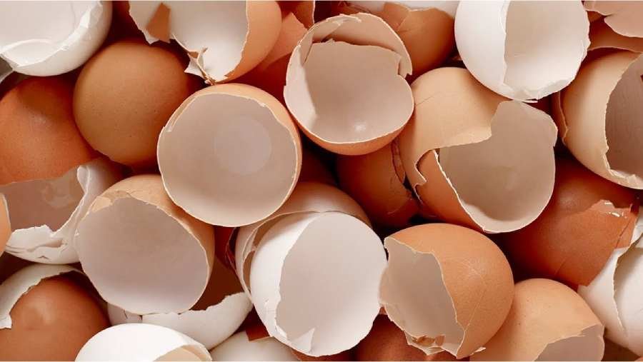 Spiritual Meaning of Egg Shells