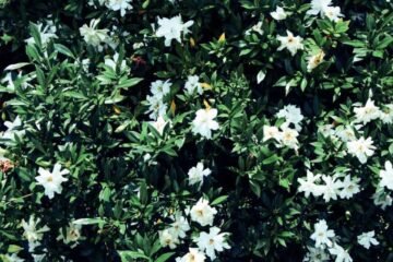 8 Spiritual Meanings of Gardenia Flowers